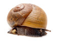 Zachrysia provisoria Miami Beach adult